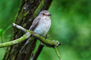 Yeşil bir ağacın dalına konmuş benekli bir sinek yakalayıcısının yakın çekimi.
