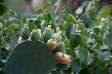 Olgunlaşmamış yeşil Berberi incirlerinin seçici odak noktası.