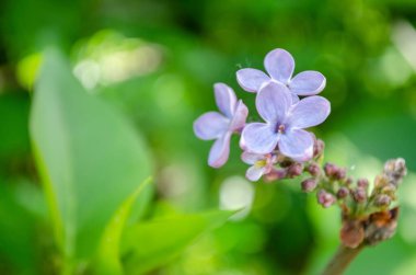 Sıradan leylak çiçeklerinin hoş kokulu bir odak noktası (şırınga vulgaris))