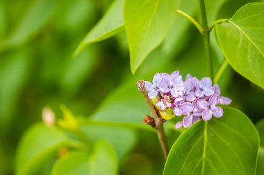 Sıradan leylak çiçeklerinin hoş kokulu bir odak noktası (şırınga vulgaris))
