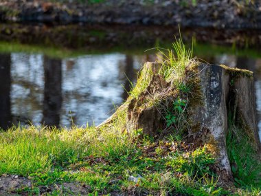 Güneşli bir sahilde bir ağaç kütüğü