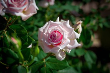 Çiçek açan güllerin seçici odak noktası.