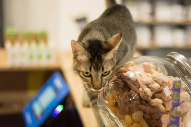 Gri bir kedi tezgahın köşesinde, kurabiye kavanozunun yanında.