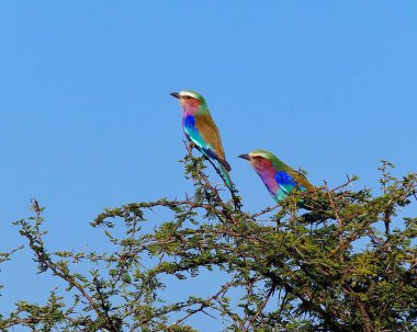 Ağaca tünemiş leylak göğüslü bir çift kuş görüntüsü.