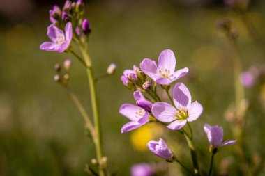 Çayırda mor mayıs çiçeklerinin (Cardamine pratensis) yakın plan çekimi.