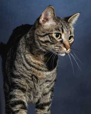 Meraklı Kedi Stüdyosu Hayvan Portresi