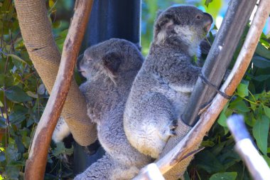 Gün boyunca bir ağaçtaki iki koalanın yakın plan çekimi.
