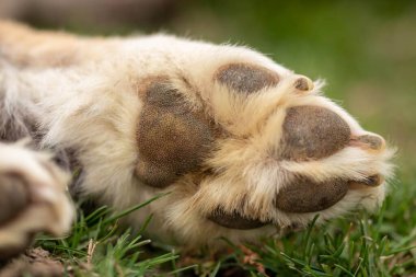 Yeşil çimlerin üzerindeki köpek patisinin yakın çekimi.