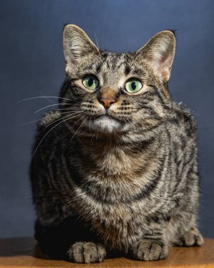 Meraklı Kedi Stüdyosu Hayvan Portresi