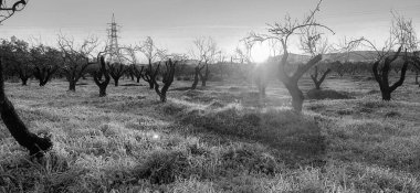 Güneşli bir havada, dalları çıplak, siyah beyaz bir ağaç görüntüsü.