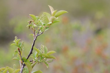 Açılmamış Kuş Kiraz Ağacı 'nın yakın çekimi. Bulanık arka planda baharda güzel, ılık bir günbatımında açan çiçekler.