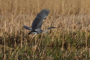 Uçuşta gri balıkçılın (ardea cinerea) seçici bir odak noktası