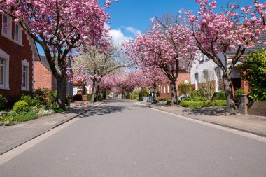 Baumstrasse, Norden Doğu Frizya, Almanya 'da yoldaki pembe sakura ağaçları
