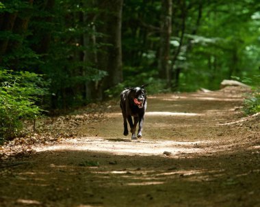 Sıcak bir günde, karanlık ve ferahlatıcı bir Fransız ormanında yürüyen Labrador köpeği..