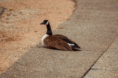 Bir Kanada kazı (Branta canadensis) yere yakın çekim