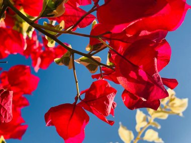 Mavi güneşli gökyüzüne karşı kırmızı begonviller.