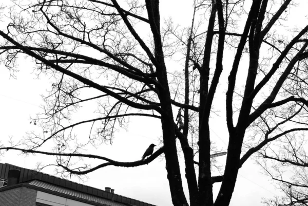 Tiro Escala Cinza Pássaro Empoleirado Uma Árvore — Fotografia de Stock