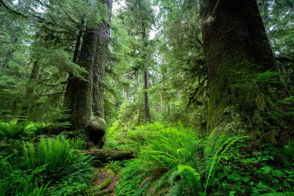 Evergreen Sitka Sparren Bomen Picea Sitchensis Een Park Vancouver Island — Stockfoto