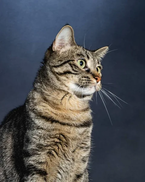 Curioso Gato Estudio Mascota Retrato —  Fotos de Stock