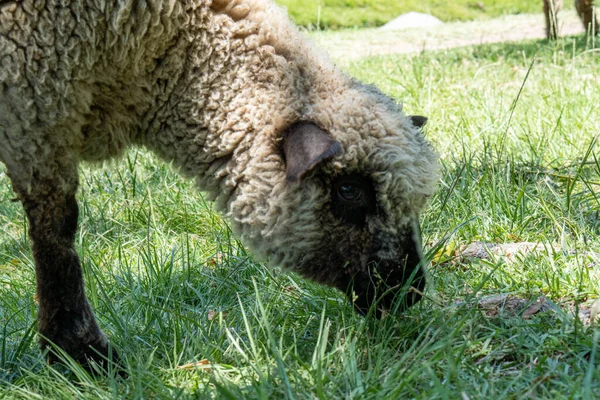 Egy Közeli Felvétel Egy Birkáról Amint Legel Mezőn — Stock Fotó