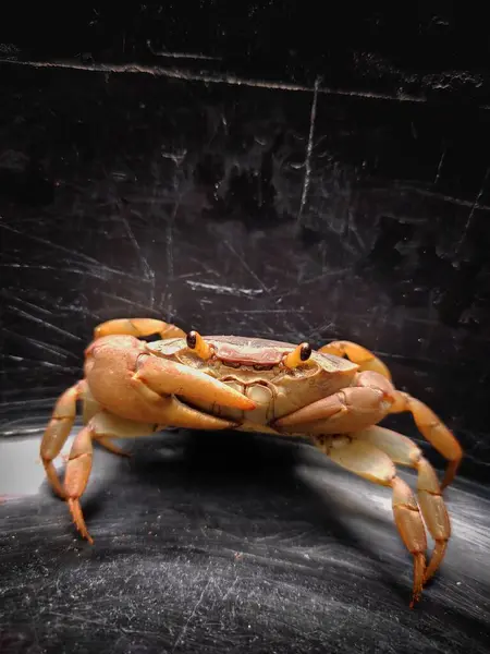 Crab Dark Background — Stock Photo, Image
