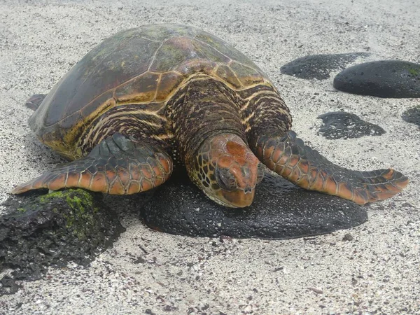 Een Zeeschildpad Rustend Het Strand Alvorens Terug Zwemmen Naar Oceaan — Stockfoto