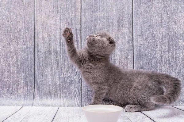 Gatito Fold Escocés Marrón Muy Joven Sienta Una Superficie Madera — Foto de Stock