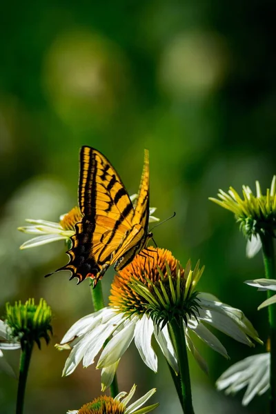 Ein Schöner Schmetterling Auf Einem Gänseblümchen Einem Sonnigen Tag — Stockfoto