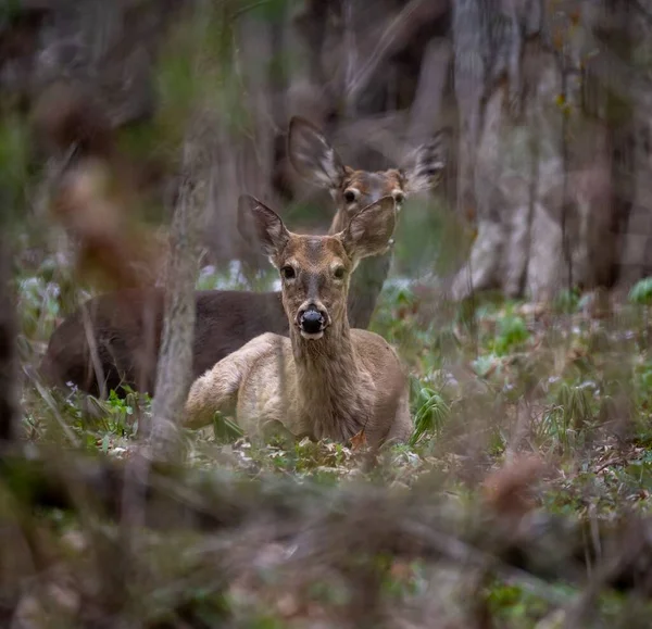 Par Ciervos Sentados Bosque —  Fotos de Stock