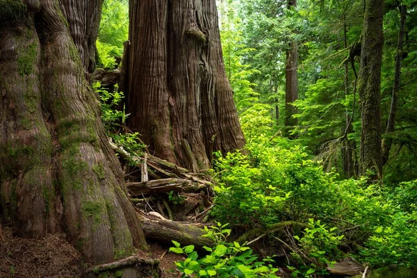 Een Westelijke Rode Ceder Cheewhat Giant Trail Vancouver Island Canada — Stockfoto
