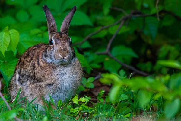 Lapin Assis Seul Sur Herbe Avec Fond Flou — Photo