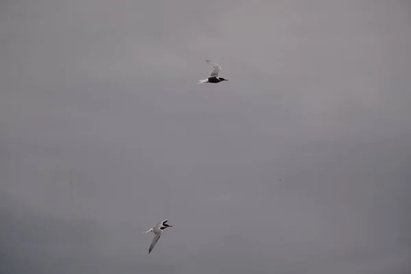 Ein Paar Seeschwalben Fliegen Den Grauen Himmel — Stockfoto