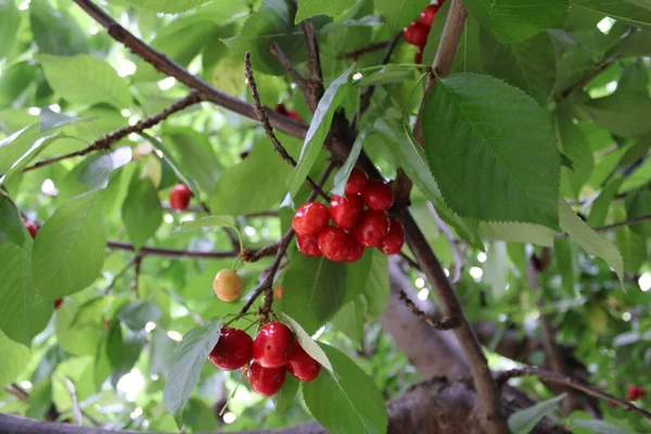 Colheita Frutas Uma Fazenda Cereja — Fotografia de Stock