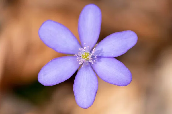 Uma Macro Flor Azul Hepatica Transsilvanica Com Fundo Borrado — Fotografia de Stock