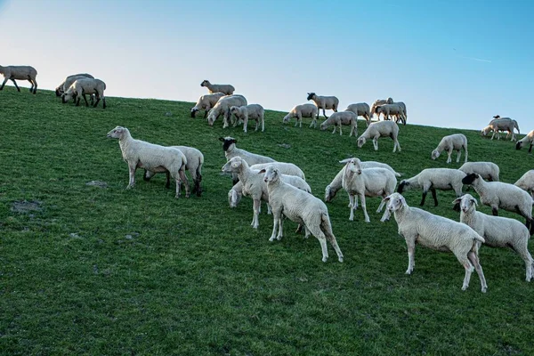 Güneşli Bir Günde Çayırda Otlayan Bir Koyun Sürüsü — Stok fotoğraf