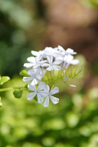 Plumbago Auriculata花の選択的焦点 — ストック写真