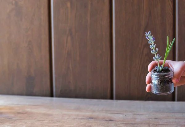 Zbliżenie Ręki Osoby Trzymającej Mały Szklany Słoik Rośliną — Zdjęcie stockowe