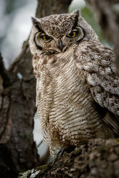 木の枝に座っている大きな角のついたフクロウの垂直ショット — ストック写真