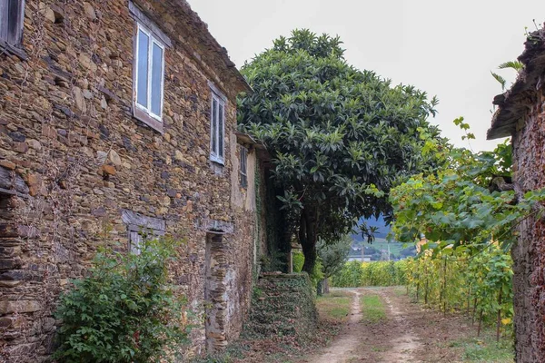 Antigua Casa Abandonada Campo Con Una Plantación Vegetales Frente Ella —  Fotos de Stock