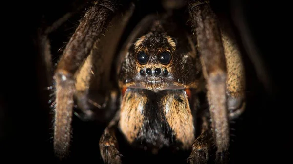 Ένα Μακροσκοπικό Πλάνο Της Αράχνης Του Λύκου Ταραντούλα Lycosa Tarantula — Φωτογραφία Αρχείου