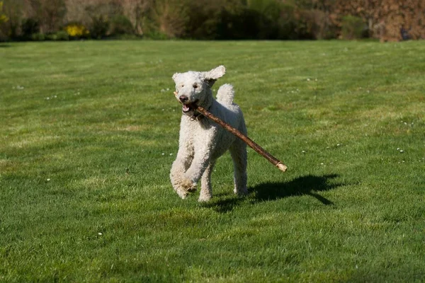Poodle Real Branco Correndo Com Uma Vara Madeira Sua Boca — Fotografia de Stock