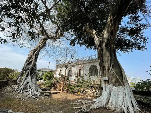 Два Больших Дерева Заднем Дворе Старого Дома — стоковое фото