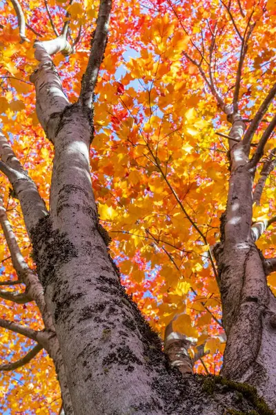 Eine Vertikale Aufnahme Eines Hohen Baumes Mit Orangefarbenen Gelben Herbstblättern — Stockfoto