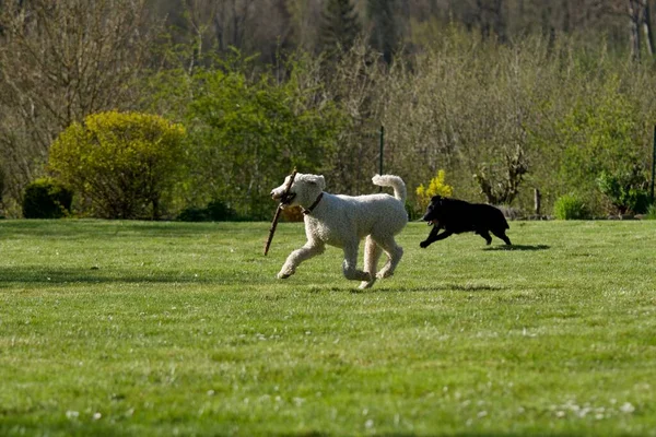 一只白色的皇家狮子狗和一只黑色的拉布拉多猎犬在花园里玩耍 — 图库照片