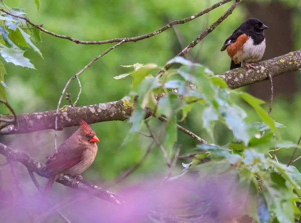 Kuzey Kardinal Kuşu Cardinalis Cardinalis Doğu Towhee Bulanık Arka Planda — Stok fotoğraf