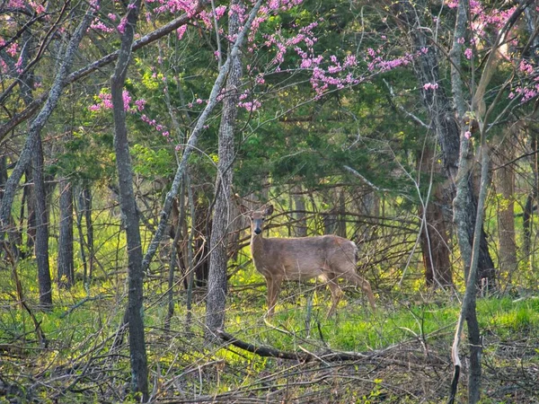 Veado Ernie Miller Nature Center Olathe Kansas — Fotografia de Stock