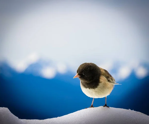 Liten Fågel Som Sitter Snön — Stockfoto