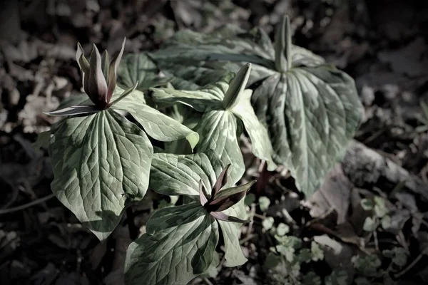 Bakgrund Fine Art Bilder Växter — Stockfoto