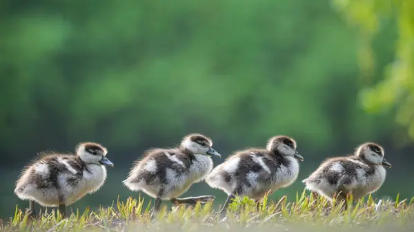 Närbild Fluffiga Ankungar Ett Fält — Stockfoto