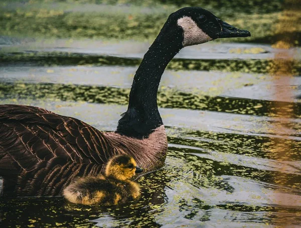 Closeup Shot Canadian Goose Its Offspring Swimming Water — Stock Photo, Image